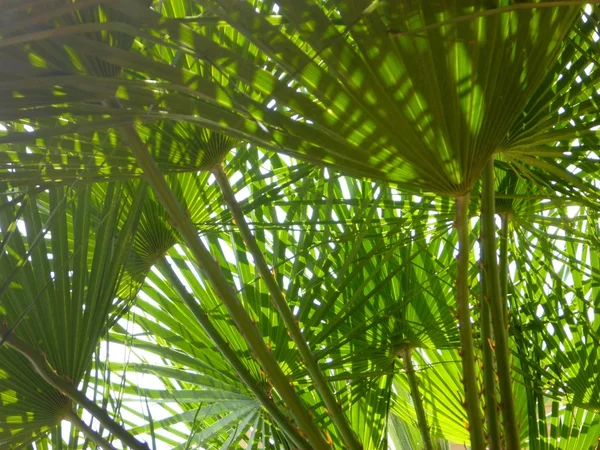 Palm leaves as a background — Stock Photo, Image