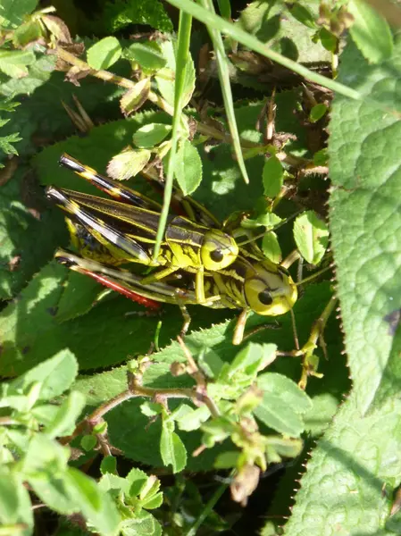 Dvě kobylky v zelených listech — Stock fotografie