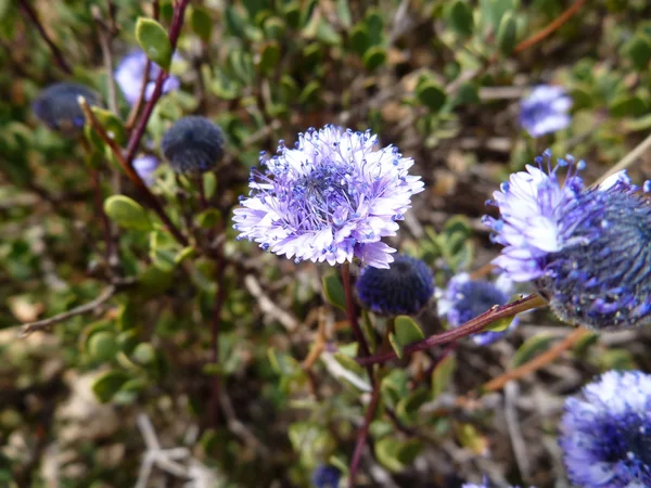 Kleine blauwe bloem in bloei — Stockfoto