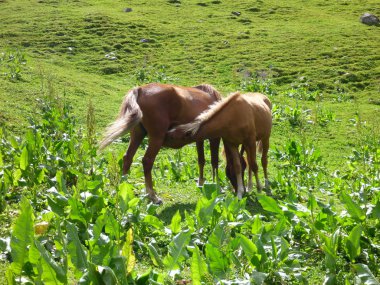 Atlara dağlarında çayır