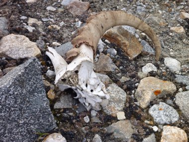 çakıl kafatasında boynuzlu keçi