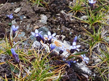 otların arasında gizli küçük mavi çiçekler