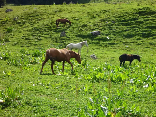 Лошади на лугу в горах — стоковое фото