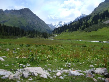 yeşil çayırlar dağ Vadisi