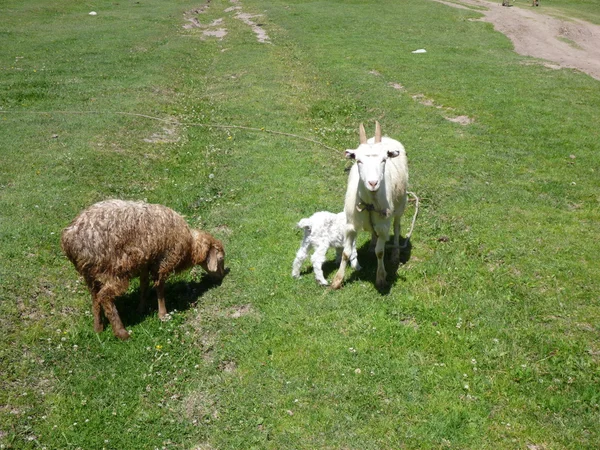 Una cabra con un bebé y una oveja —  Fotos de Stock