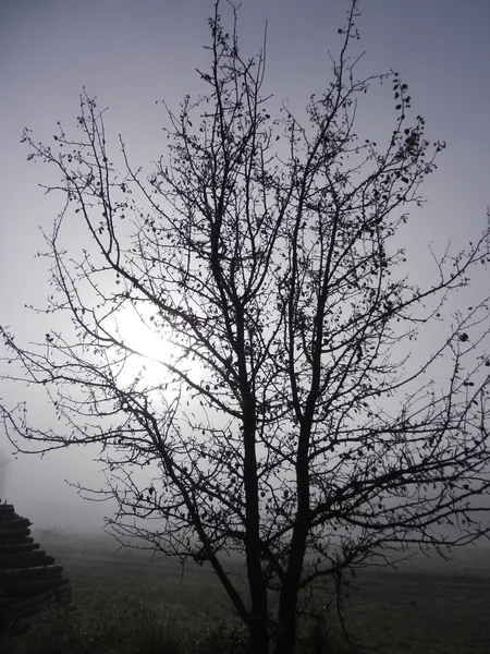 Silhouette eines einsamen Baumes — Stockfoto