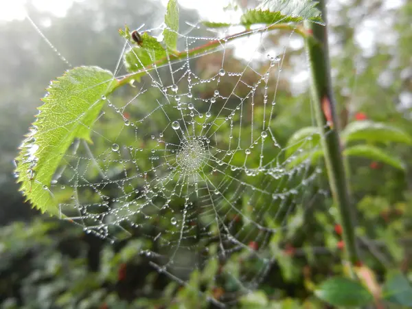 Toile d'araignée esprit matin rosée gouttes d'eau — Photo