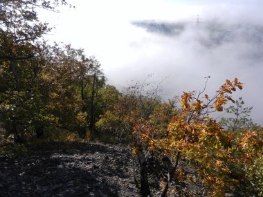 uyanık bir nehir üzerinde bir ormandaki sonbahar sabahı