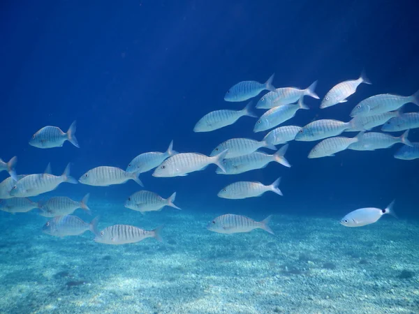 Una imagen submarina de los peces — Foto de Stock