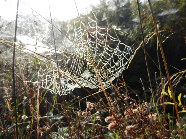 Matin gouttes d'eau de rosée sur une toile d'araignée sur une plante — Photo