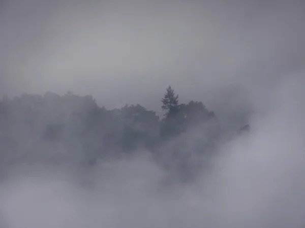 Misty πρωί σε ένα ξύλο — Φωτογραφία Αρχείου