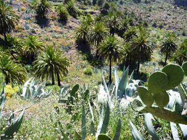 tenerife adasındaki masca gorge