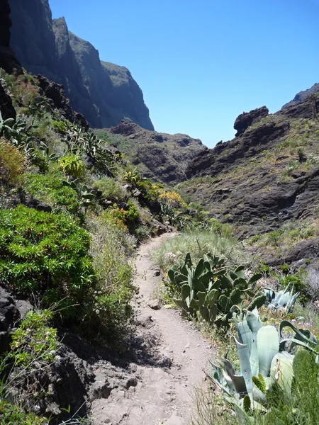 Tenerife adasındaki masca gorge — Stok fotoğraf