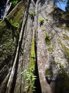 derin bir ormanda yüksek ağaçlar