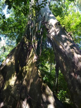 derin bir ormanda yüksek ağaçlar