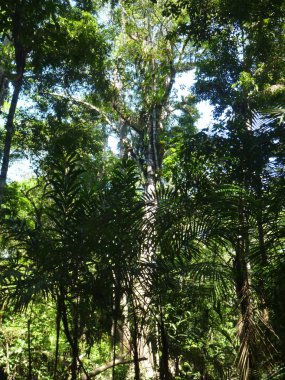 derin bir ormanda yüksek ağaçlar