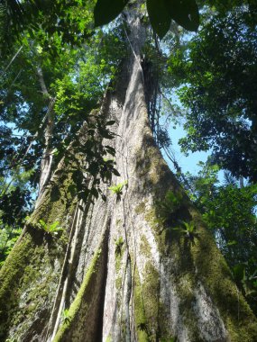 derin bir ormanda yüksek ağaçlar