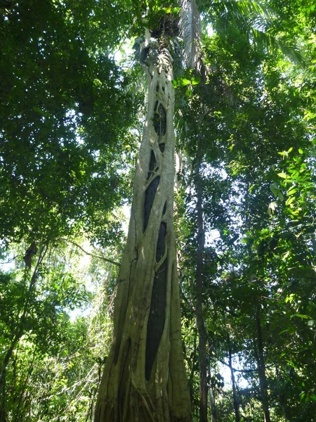 Árboles altos en una selva profunda —  Fotos de Stock