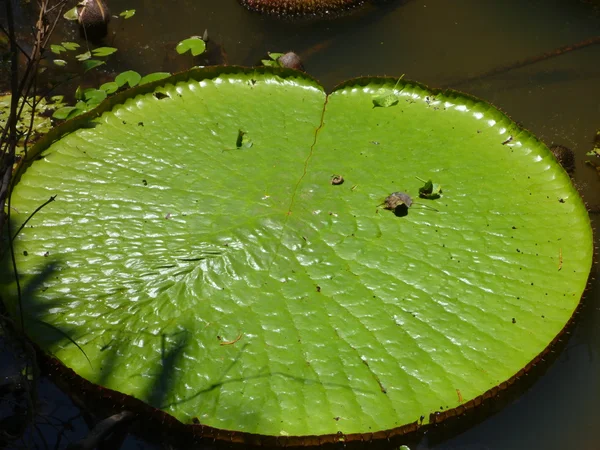 漂浮在水面上的睡莲叶 — 图库照片