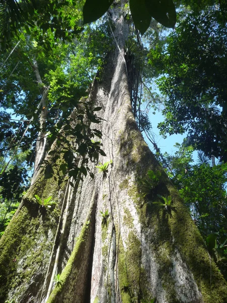 derin bir ormanda yüksek ağaçlar