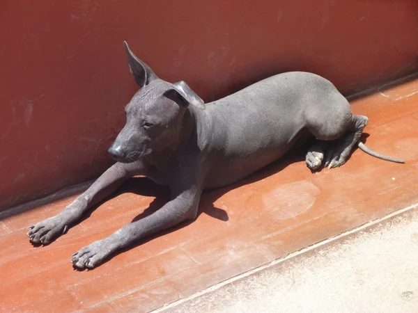Чорний безшерстий перуанський собака лежить біля стіни — стокове фото
