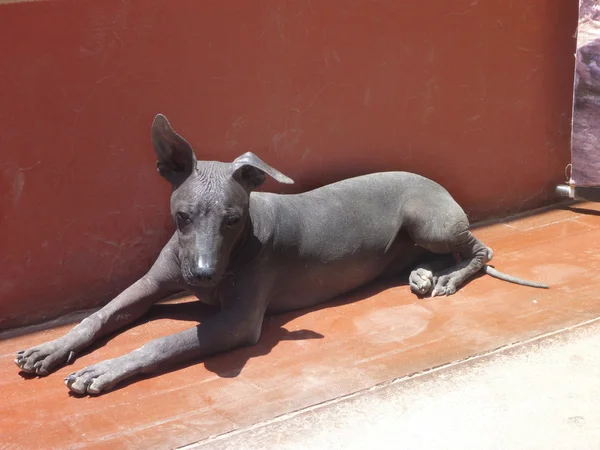 Black hairless peruvian dog lying by a wall — Stock fotografie