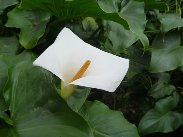 Lila calla blanca en hojas verdes — Foto de Stock