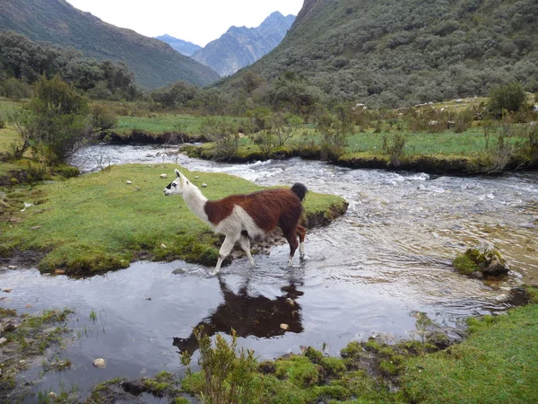 Lamas am kleinen Bach in den Bergen — Stockfoto