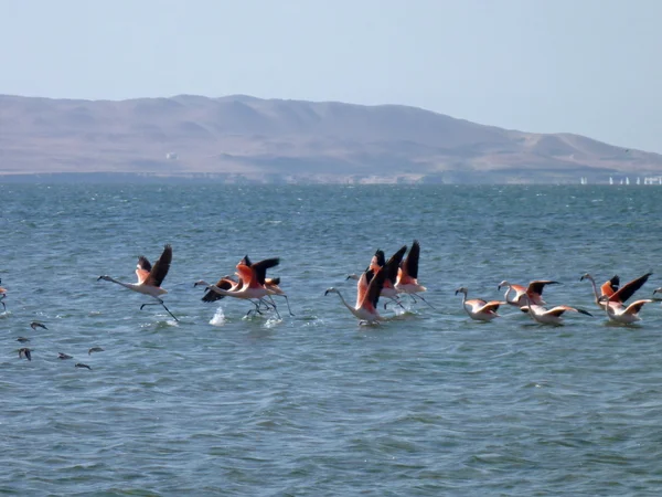 Plameňáků létání abowe moře v Paracas — Stock fotografie