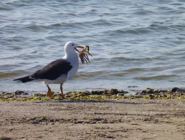 Möwe hat gerade eine Krabbe gefangen — Stockfoto