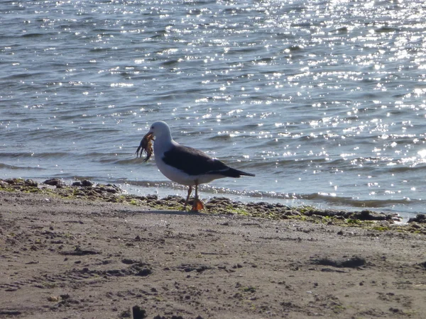 Möwe hat gerade eine Krabbe gefangen — Stockfoto