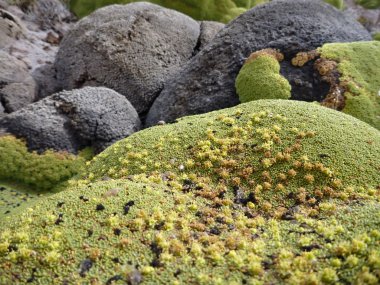 çölde kayada yeşil yosun