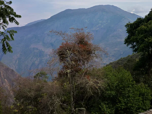 Selva de montaña en choquequirao en perú —  Fotos de Stock