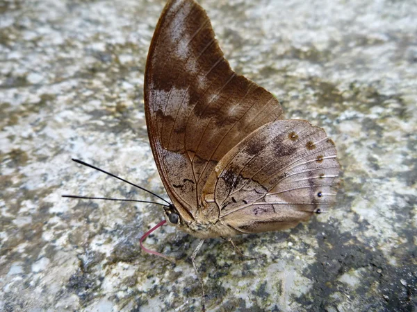Mariposa roja marrón sobre una piedra gris —  Fotos de Stock
