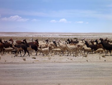 llamas altiplano çöl at sürüsü