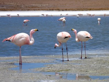 flamingolar, Bolivya altiplano bir gölde