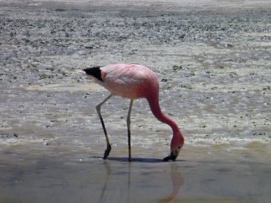 flamingolar, Bolivya altiplano bir gölde