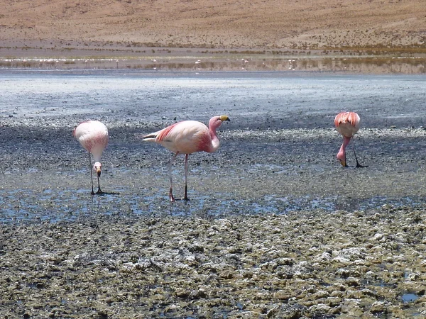 Flamingo's in een meer in Bolivia altiplano — Stockfoto