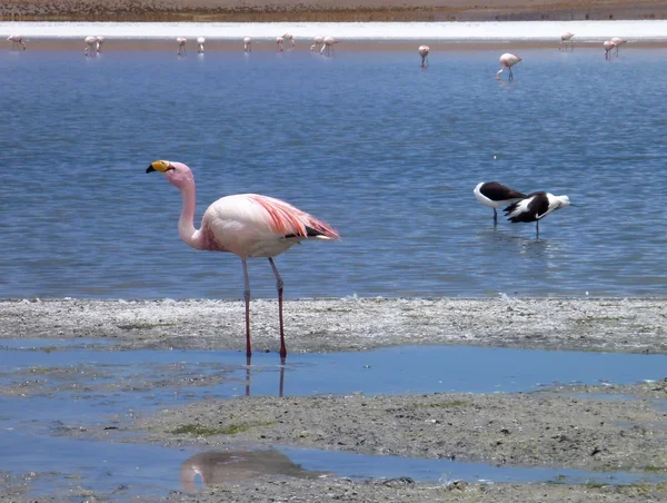 Flamingolar, Bolivya altiplano bir gölde — Stok fotoğraf