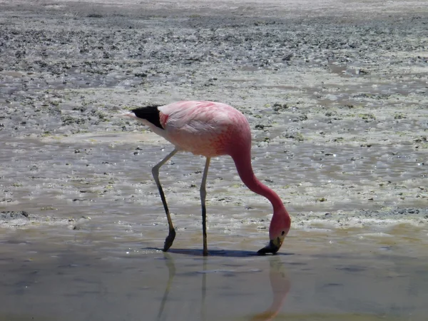 Flamingolar, Bolivya altiplano bir gölde — Stok fotoğraf