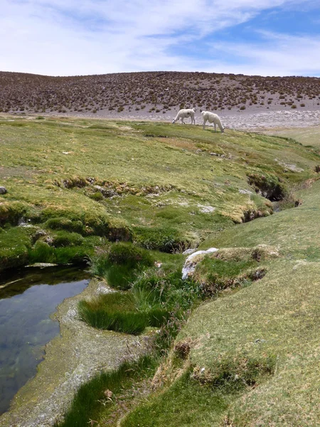 Llamas en la hierba alrededor de un pequeño arroyo en el altiplano — Foto de Stock