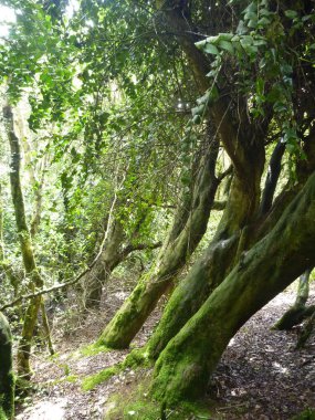 puslu ıslak orman bosque fray jorge Şili '