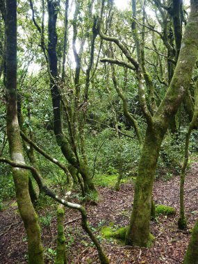 puslu ıslak orman bosque fray jorge Şili '