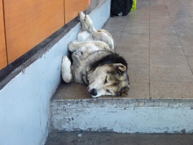 büyük beyaz köpek sokağın uyku