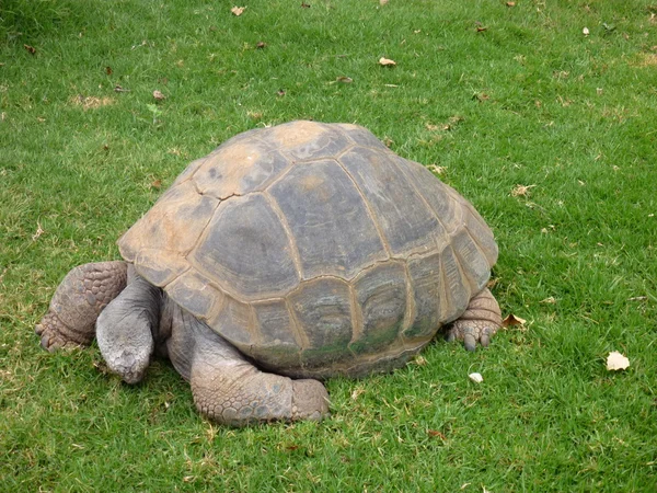 Grande tortue dans une herbe verte — Photo