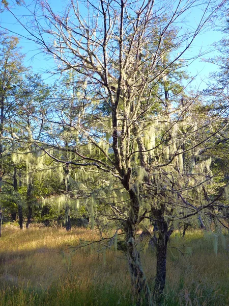 Tarde soleada en un bosque verde — Foto de Stock