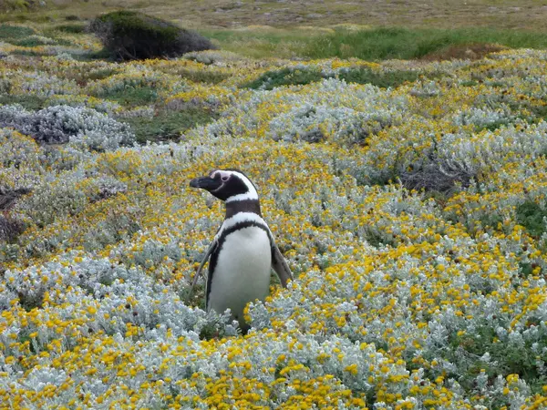Pinguin w zielonym i żółtym mchu w Seno Otway rezerwacji w Chile — Zdjęcie stockowe