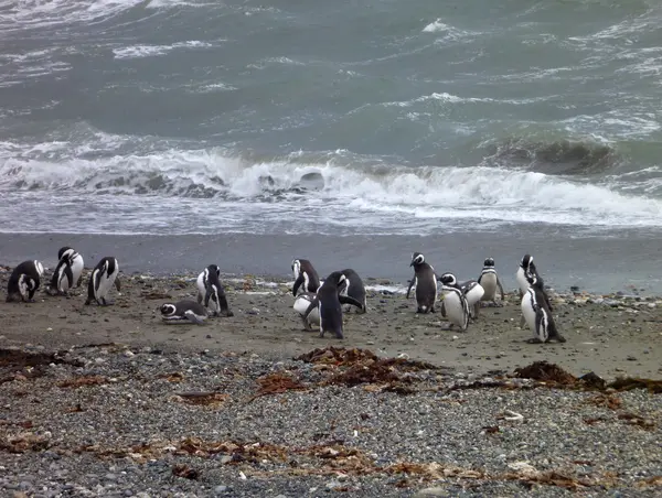 Grupa Pinguins na brzegu w Seno Otway rezerwacji w Chile — Zdjęcie stockowe