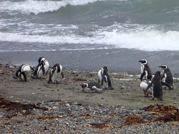 Grupa Pinguins na brzegu w Seno Otway rezerwacji w Chile — Zdjęcie stockowe