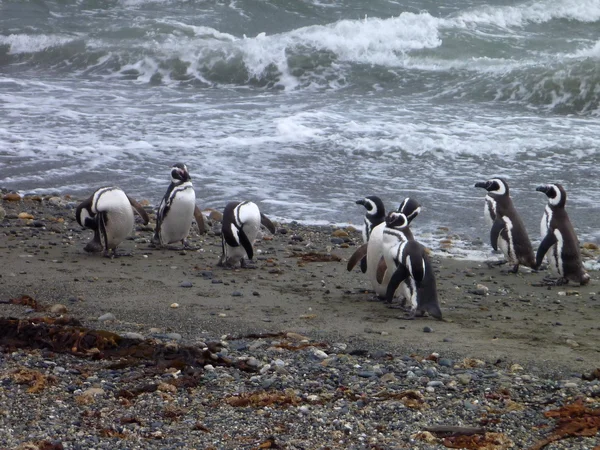 Grupa Pinguins na brzegu w Seno Otway rezerwacji w Chile — Zdjęcie stockowe